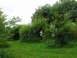 2016-july-10-trimming-willow-tunnel-folly-meadow