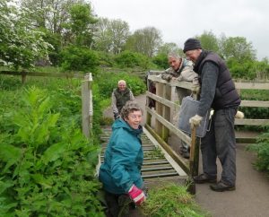 2016-may-25-cheery-volunteers-clear-weeds-from-the-cattle-grids