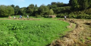 2016-sept-11-raking-into-windrows