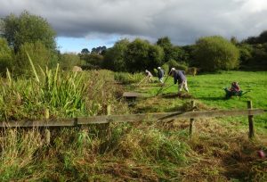 1-2016-oct-9-clearing-side-of-ditch-wherry-field