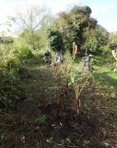 4-2016-nov-13-swp-nr-hedging